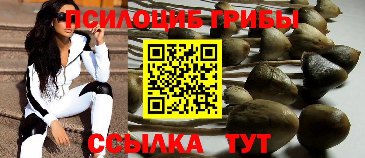 Псилоцибиновые грибы Psilocybe Орск